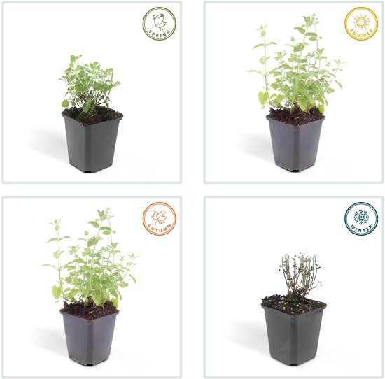 Tuinplantenshop.com | Nepeta ' Giant des Six Collines' | 6 pièces - Ø9cm - 10-25cm de haut - Plante de jardin