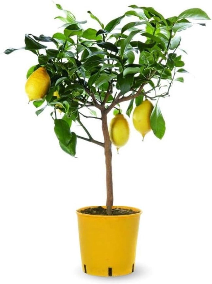 Citroenboom - Fruitboom Citrus - Mediterrane Tuin - Vorstgevoelig tot -2°C - 75-85 cm