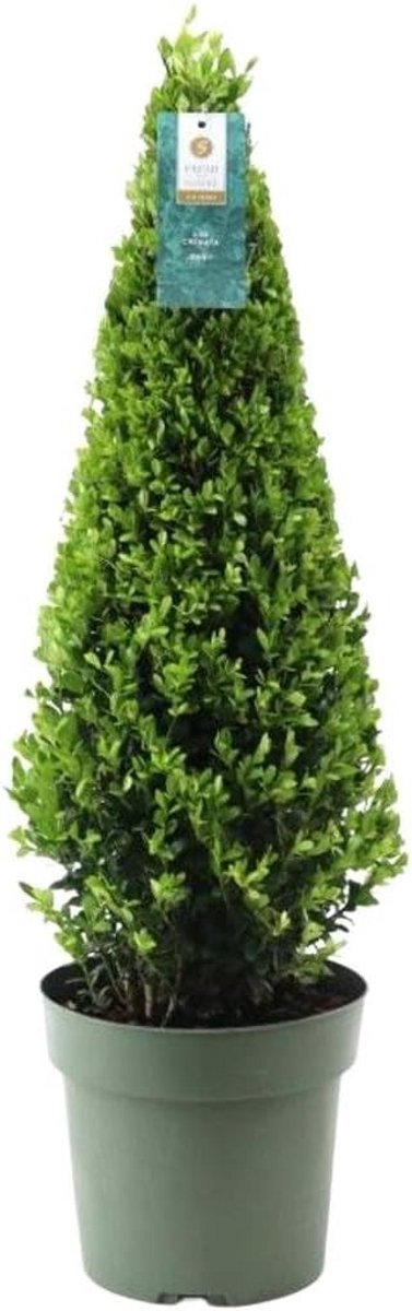 Ilex Crenata Piramide 55 cm Hoog - Wintergroene Buxusvervanger voor Tuin en Pot