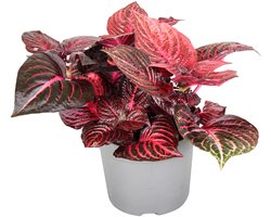JUNAVERA Iresine herbstii 'Rich Redstar' | terrariumplant en kamerplant | 6 cm pot | 15 cm hoog