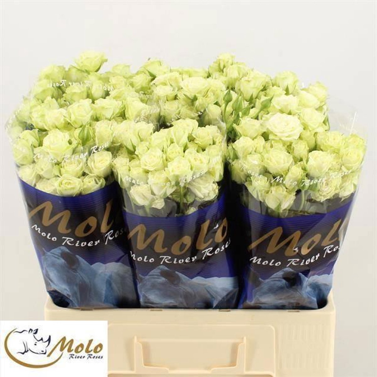 10x Rosa green glow 60cm
