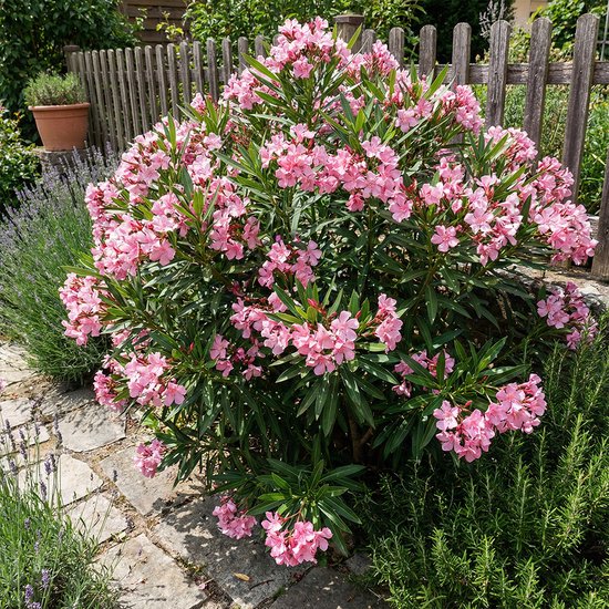 Bloomique - Nerium Oleander - Roze Bloemen - Tuinplanten - Terrasplanten - Hoogte 80-100 cm - Pot 26 cm