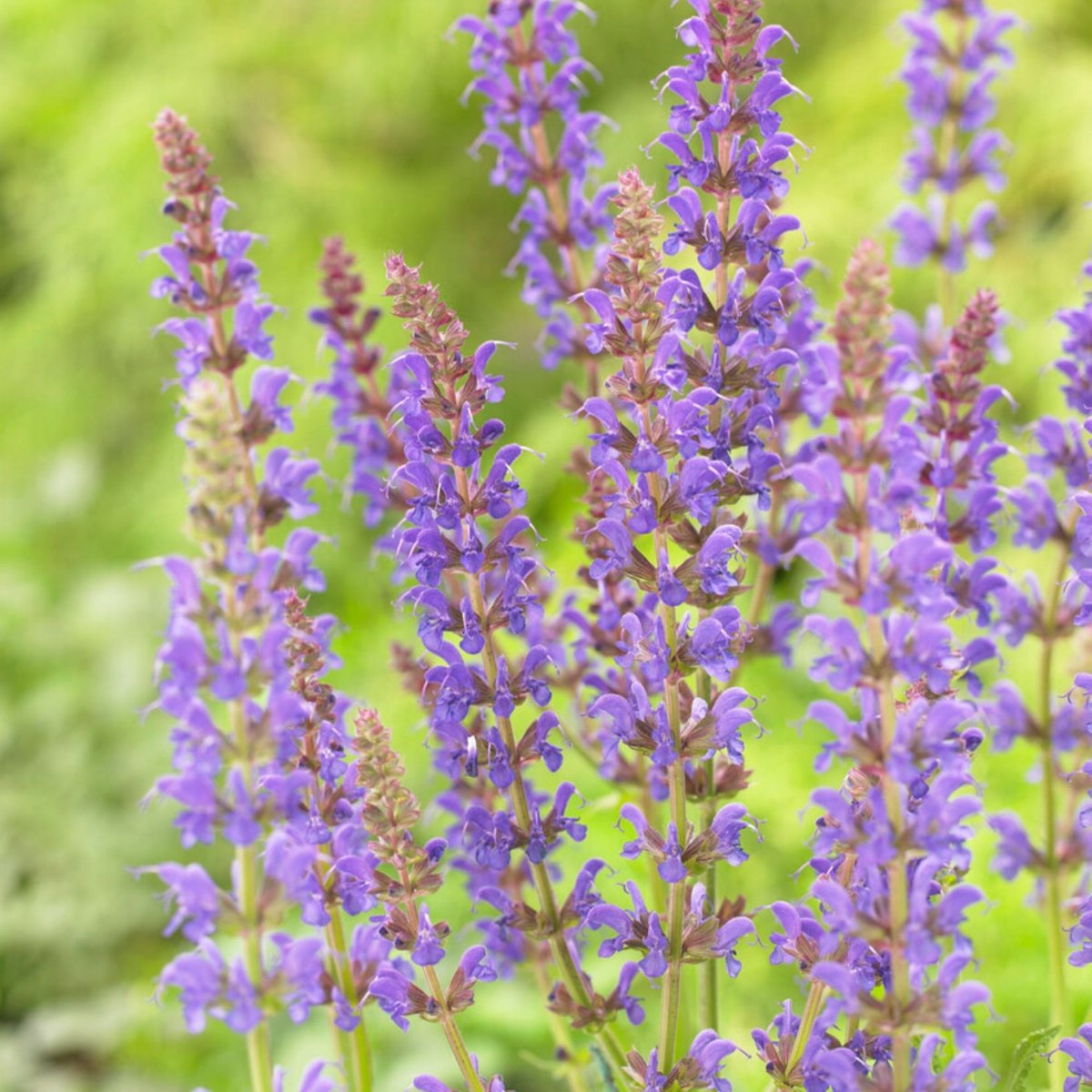 Bosalvia (Salvia Nemorosa) - 6x - Bossalie Mainacht - Vaste planten - Moestuin - Bijen-Vlinders - Snijbloemen - Zomerbollen - Voorjaarsbollen