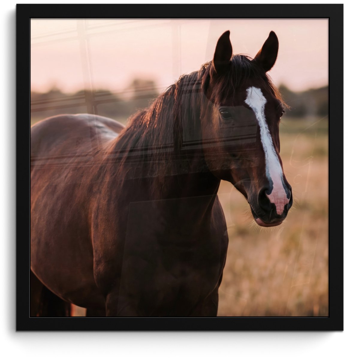 FrameYourWall Poster in lijst - Fotolijst 40x40 cm - Posters - Paard - Zonsondergang - Bruin - Posterlijst zwart - Decoratie - Wanddecoratie woonkamer - Muurdecoratie slaapkamer Multicolor