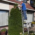 Man op een zilveren telescoopladder die een conifeer snoeit in een tuin.