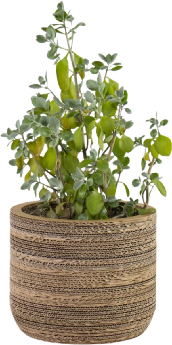 Kartonnen plantenpot Ficus 27 cm - Zes verschillende maten - Kartent