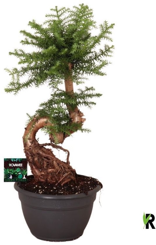 Araucaria Bidwillii Bonsai 75 cm - Kamerplant - Potmaat Ø26 cm