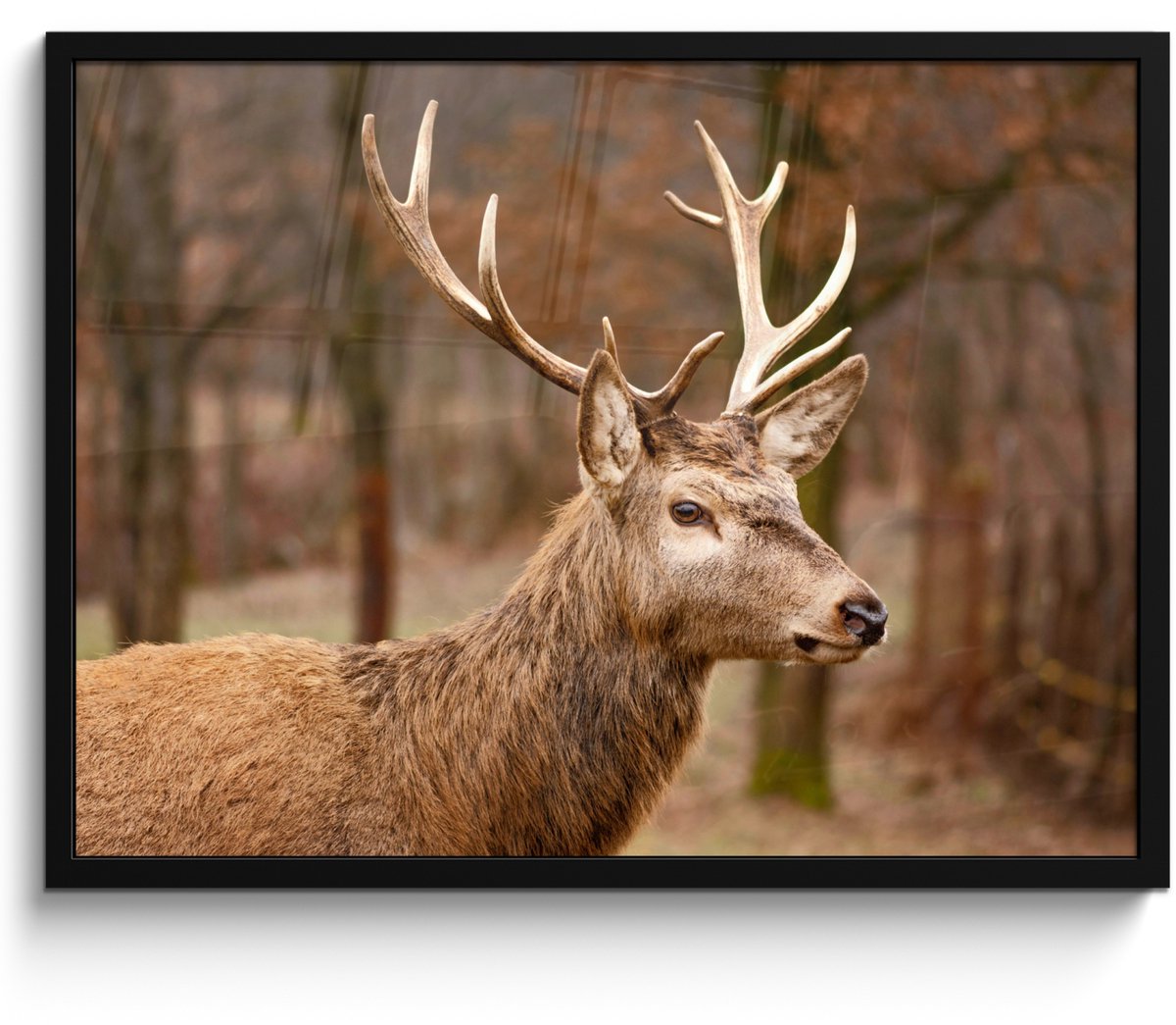 FrameYourWall Poster in lijst - Fotolijst 70x50 cm - Posters - Hert - Dier - Bos - Herfst - Hertenkop - Bruin - Natuur - Posterlijst zwart - Decoratie - Wanddecoratie woonkamer - Muurdecoratie slaapkamer