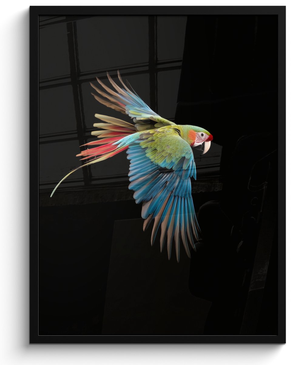 FrameYourWall Poster in lijst - Fotolijst 50x70 cm - Posters - Papegaai - Kleurrijk - Vleugels - Sierlijk - Posterlijst zwart - Decoratie - Wanddecoratie woonkamer - Muurdecoratie slaapkamer