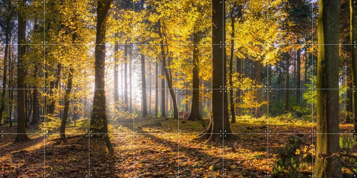 IXXI panoramic forest, Jan Becke - 160 x 80 cm - Gratis ophangtool - Grote wanddecoratie en posters - Impressionisme, Fotografie, Naturalisme