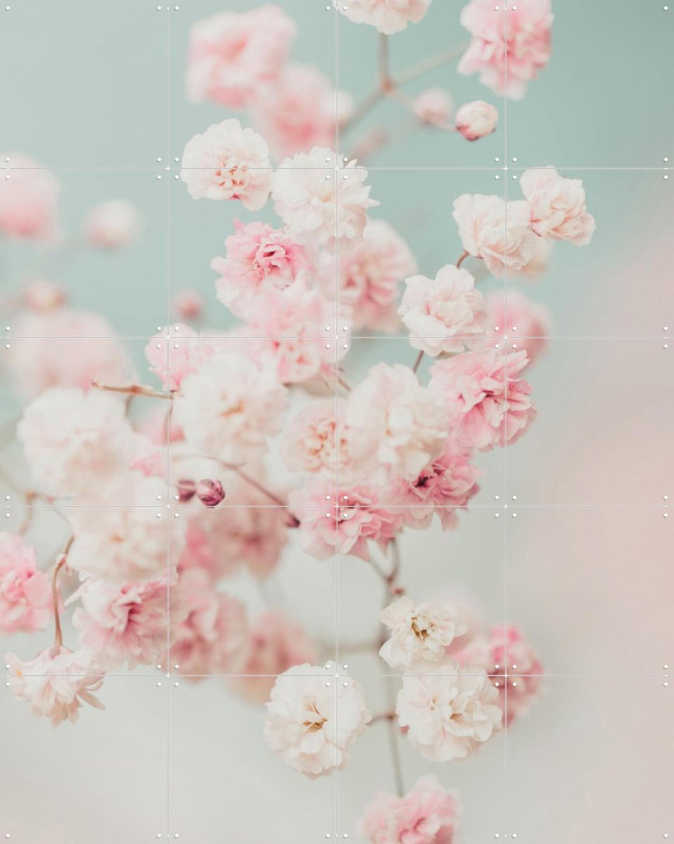 IXXI Pink Gypsophilia Flowers, Ingrid Beddoes - 80 x 100 cm - Gratis ophangtool - Grote wanddecoratie en posters - Kleurrijk, Fotografie, Botanisch