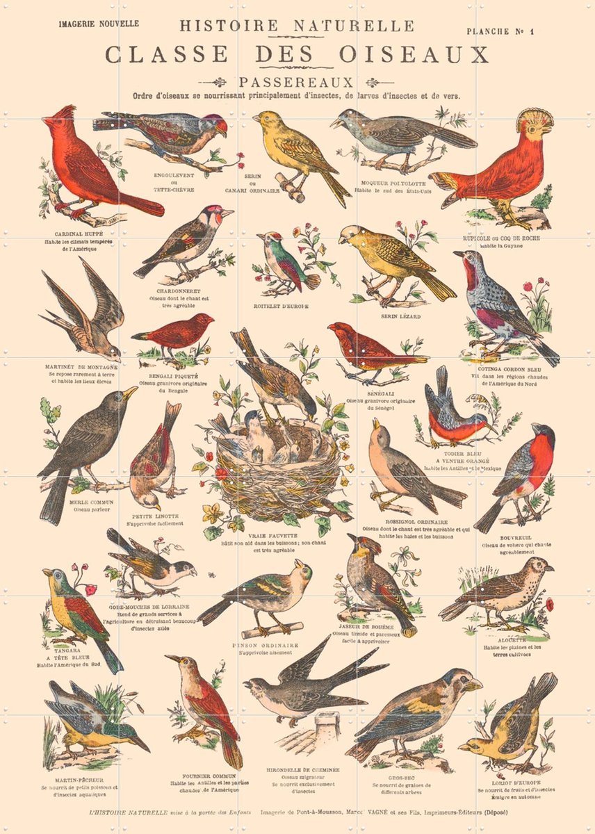 IXXI Oiseaux - Passereaux, Aster Edition - 100 x 140 cm - Gratis ophangtool - Grote wanddecoratie en posters - Vintage, Naturalisme, Illustraties