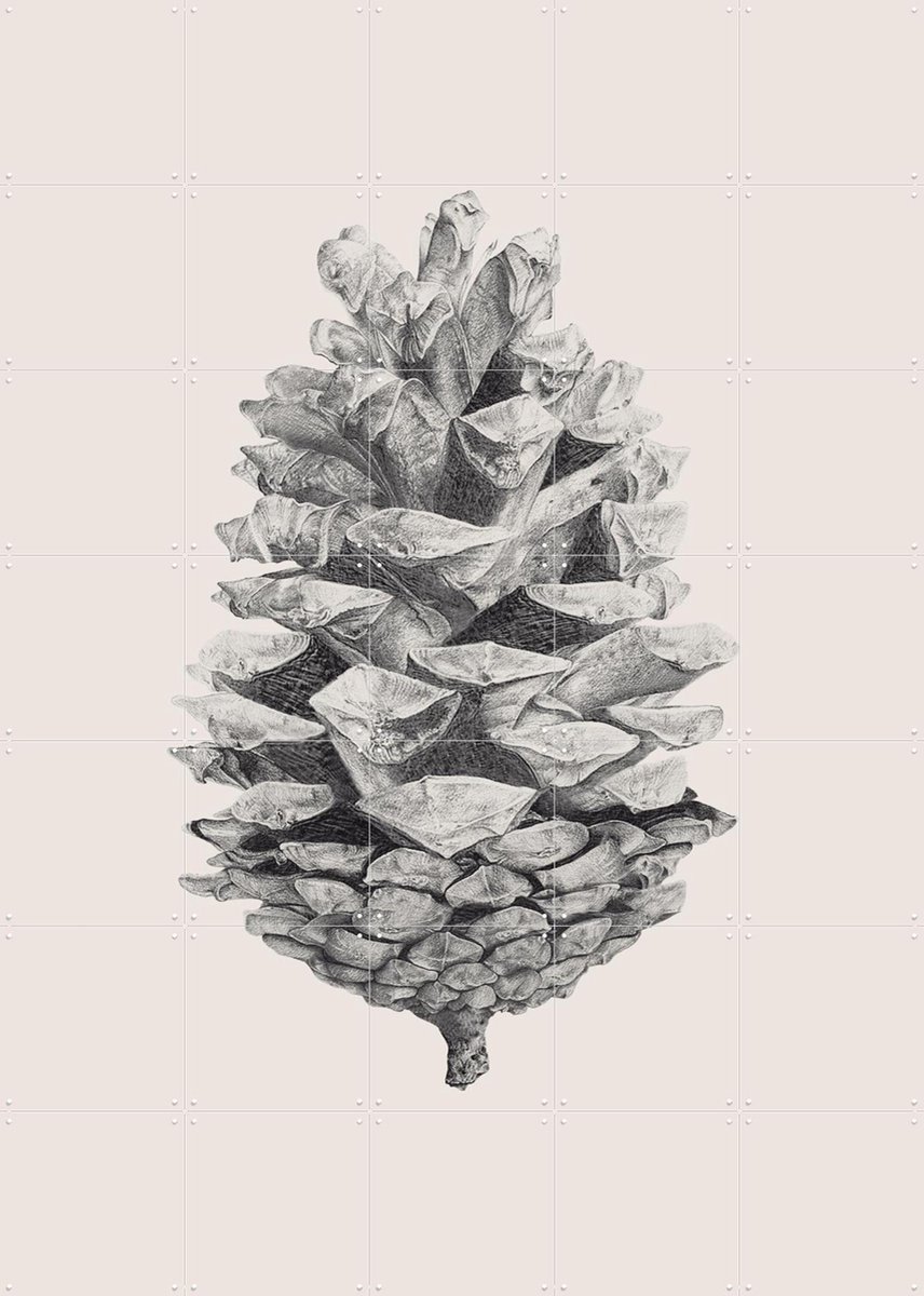 IXXI Pine Cone light, IXXI - 100 x 140 cm - Gratis ophangtool - Grote wanddecoratie en posters - Illustraties, Naturalisme, Technische Tekening
