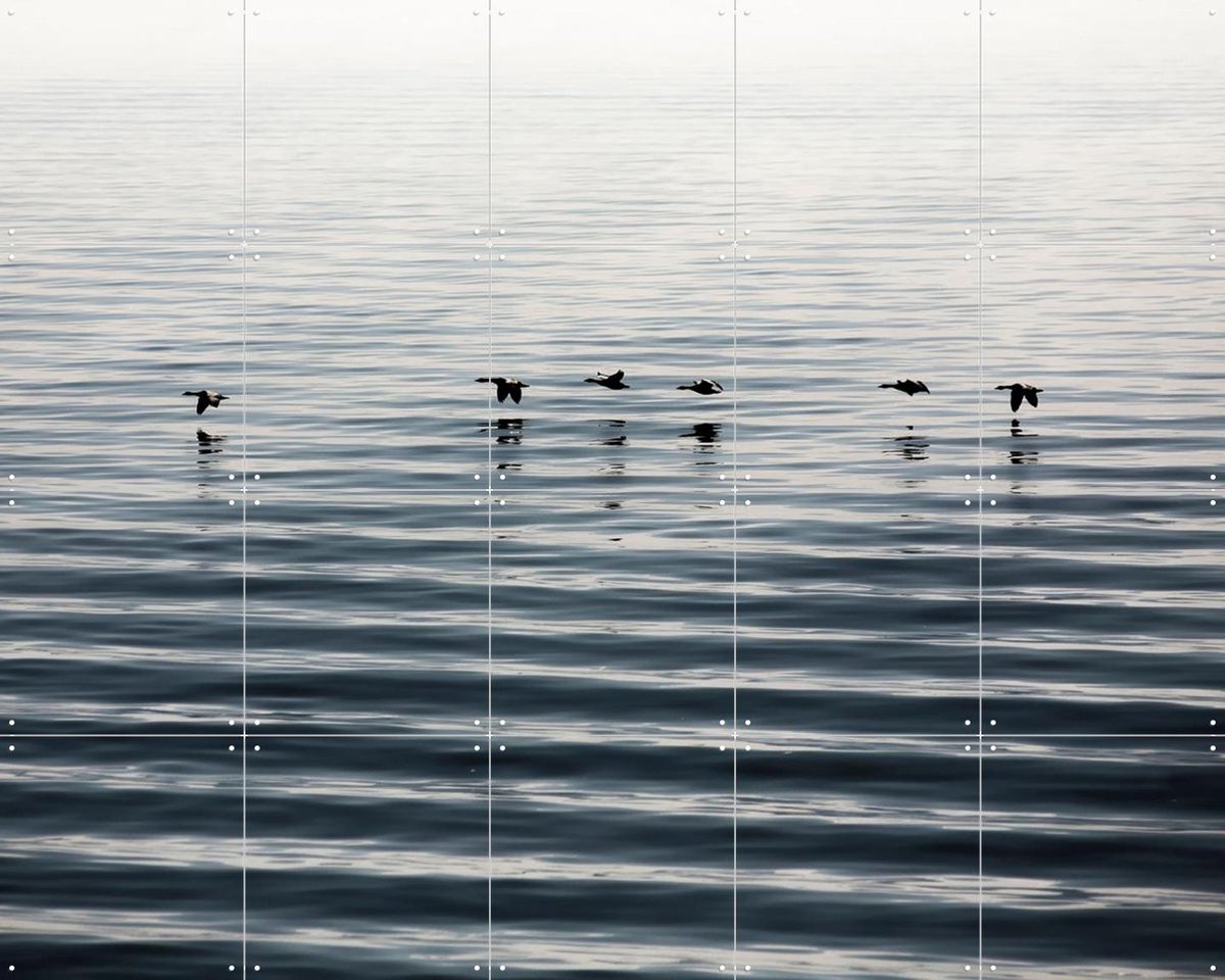 IXXI Waddenislands-Birds Flyover, Claire Droppert - 100 x 80 cm - Gratis ophangtool - Grote wanddecoratie en posters - Naturalisme, Minimalisme