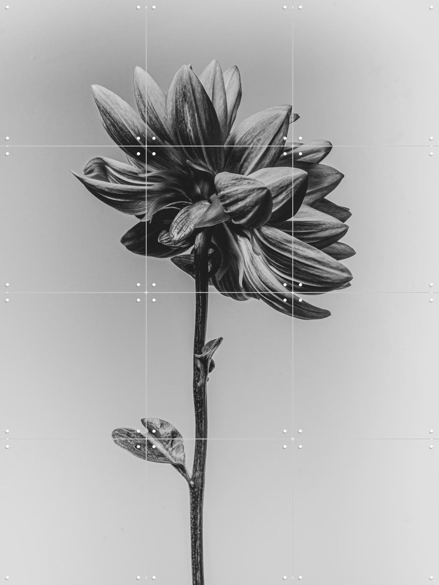 IXXI Dahlia, Sander van Laar - 60 x 80 cm - Gratis ophangtool - Grote wanddecoratie en posters - Fotografie, Woonkamer, Slaapkamer, Natuur, Botanisch