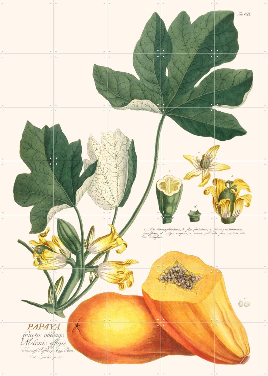 IXXI Papaya, Aster Edition - 100 x 140 cm - Gratis ophangtool - Grote wanddecoratie en posters - Illustraties, Vintage, Naturalisme, Woonkamer