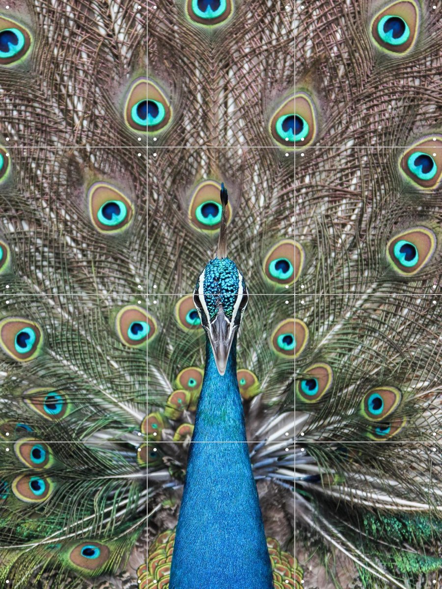 IXXI Peacock in India, Photolovers - 60 x 80 cm - Gratis ophangtool - Grote wanddecoratie en posters - Fotografie, Kleurrijk, Slaapkamer, Woonkamer