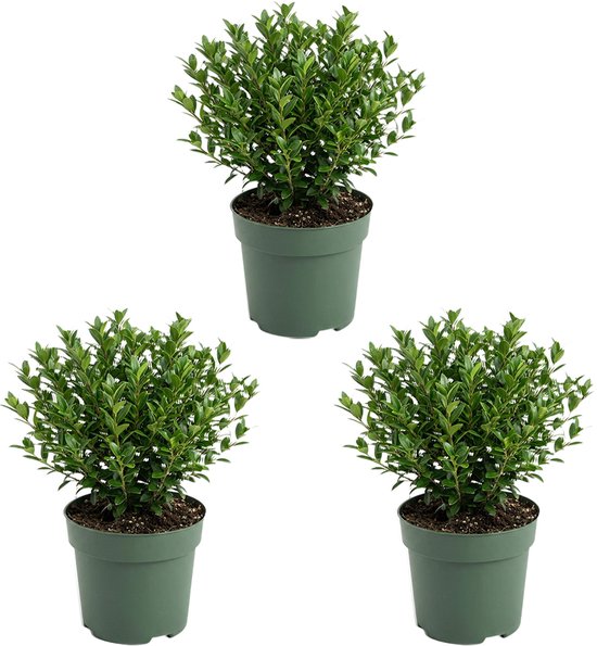 Bloomique - Set van 3 - Ilex Crenata Jenny - Japanse Hulst - Wintergroen - Winterhard - Balkonplanten - 10-20cm Hoog - Pot 10cm