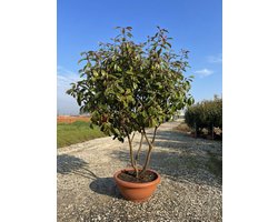 Sunny Tree - Photinia fraseri ‘Red Robin’ – meerstammige boom – Glansmispel – 180 cm