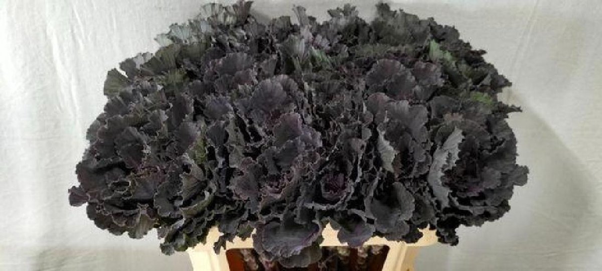5x Bras.black leaf 70cm