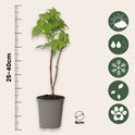 Een jonge framboosplant in pot, 25-40cm hoog, potmaat 9cm, met pictogrammen.