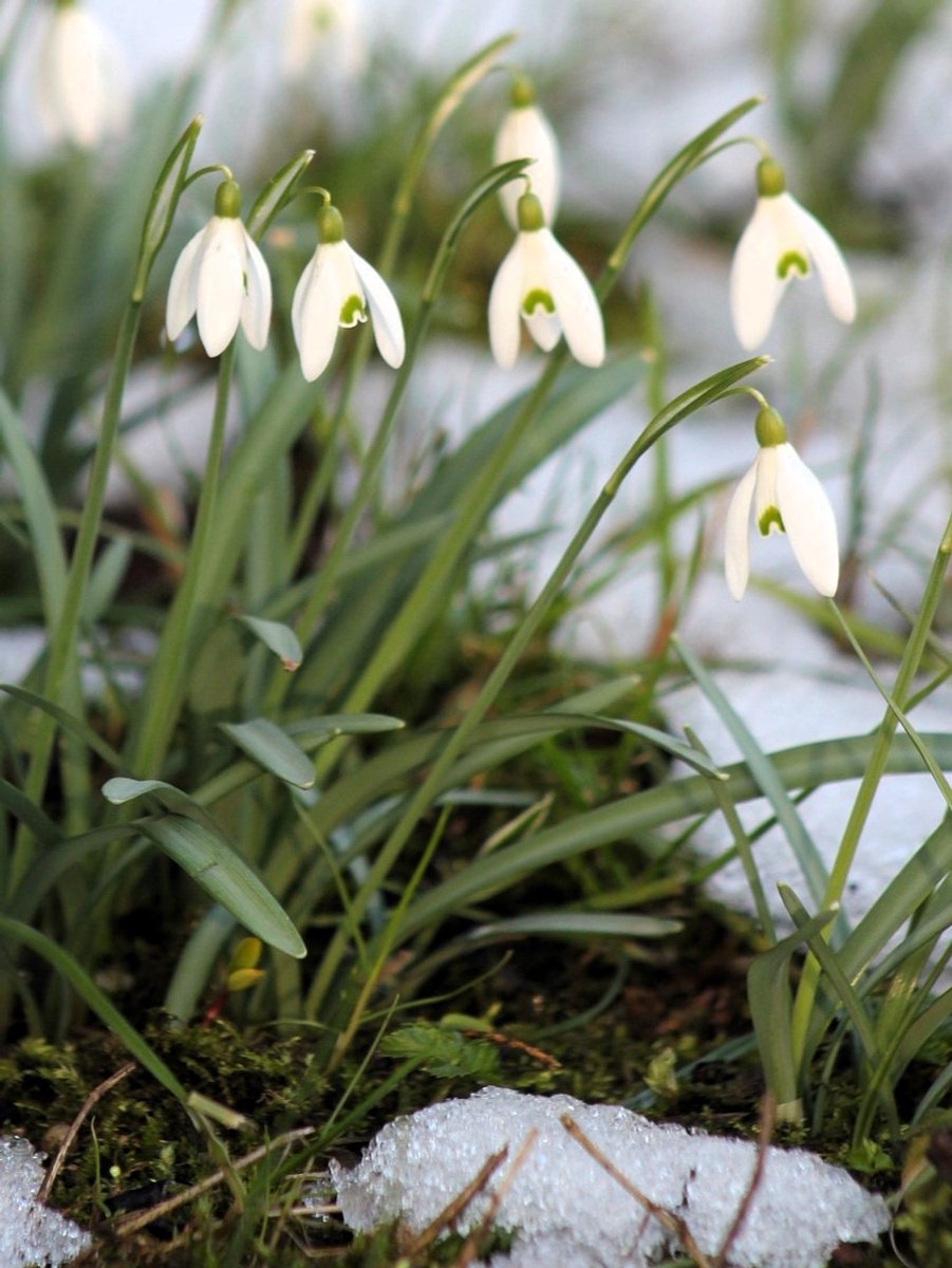 5x Galanthus 'Galanthus s. arnott' - BULBi® Bloembollen met bloeigarantie