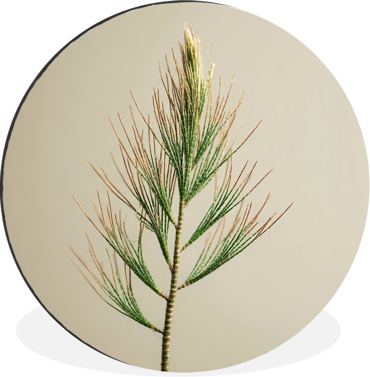 WallCircle Wandcirkel - Muurcirkel - Dennentak - Naaldvormige bladeren - Lichtgroen - Aluminium - Dibond - 120x120 cm - Binnen en Buiten