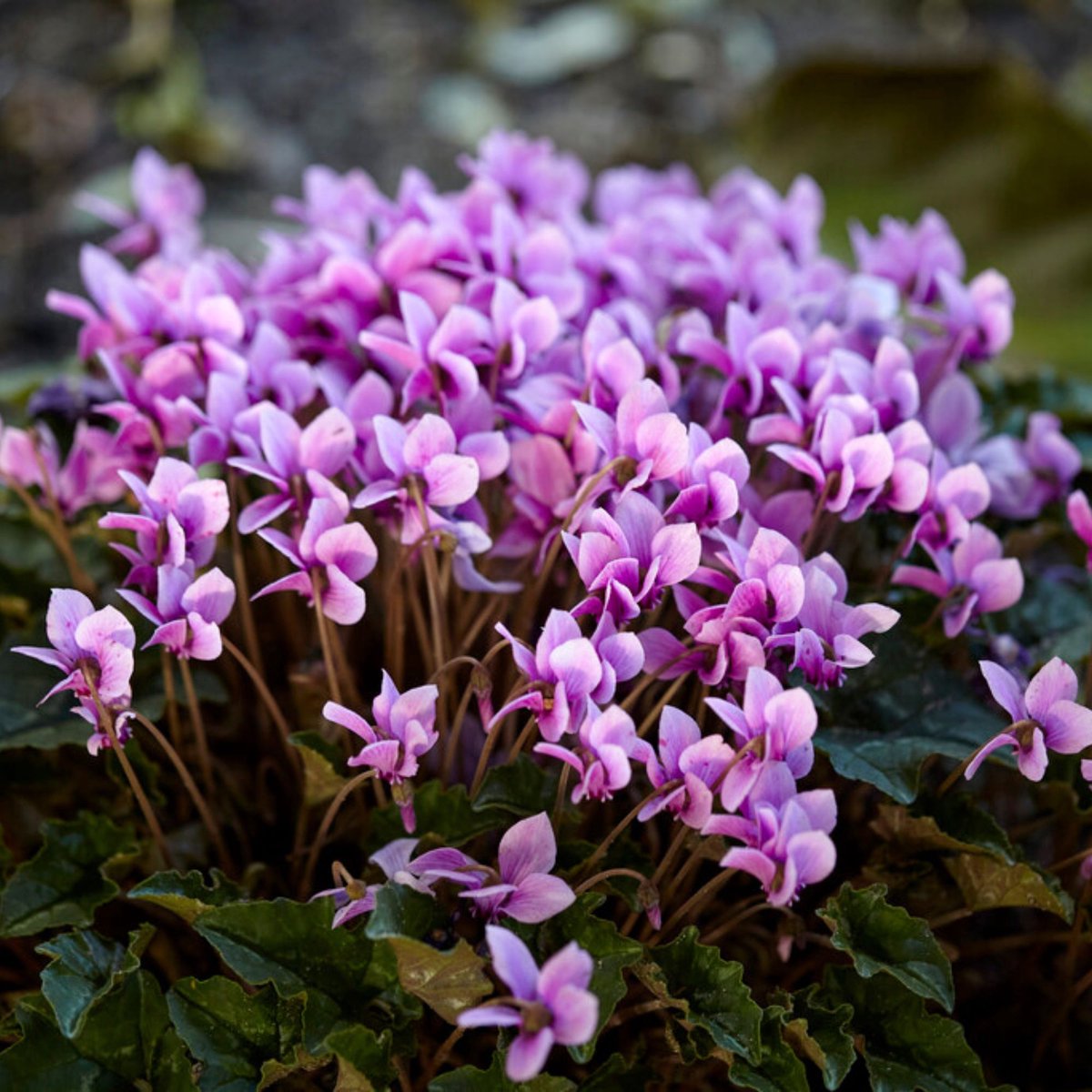 Cyclaam (Cyclamen hederifolium) - - Napolitaanse - Bijen-Vlinders - Vaste planten - Voorjaarsbollen - bloeit in Oktober / Augustus / September