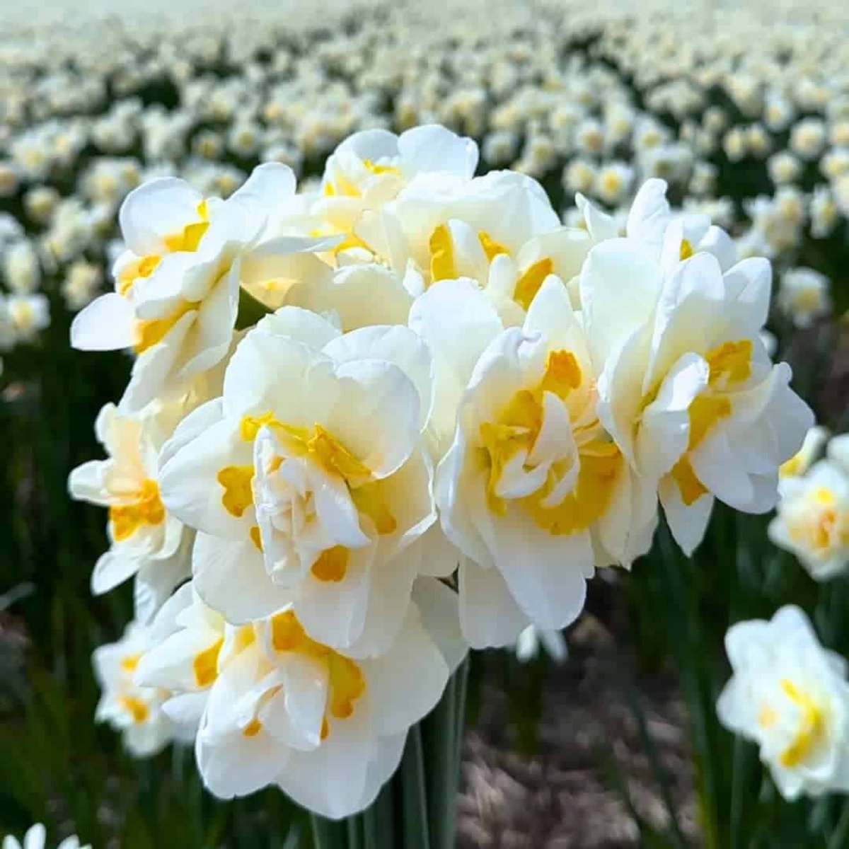 Narcissenbollen Salou - 30 bloembollen - bolmaat 12/14 - wit, dubbelbloemig, voorjaarsbloeier, winterhard - direct van de kweker - Flowerbulbs Amsterdam