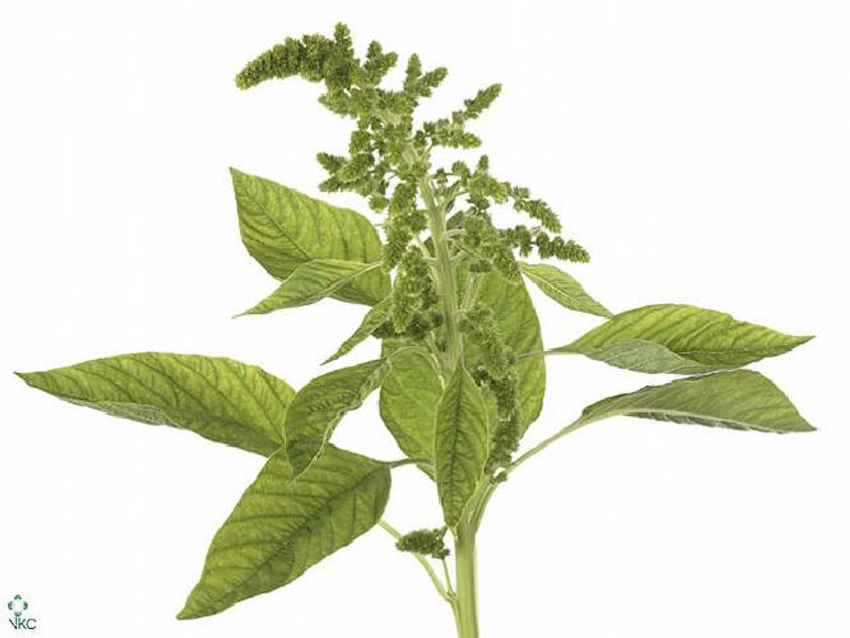 10x Amaran.green thumb 60cm
