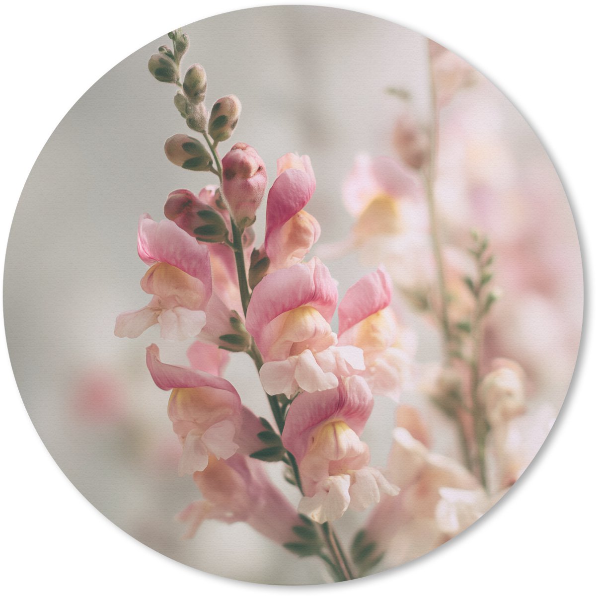 Muismat rond 40x40 cm - Mousepad Bloem - Leeuwenbek - Roze - Stengel - Ronde muismatten