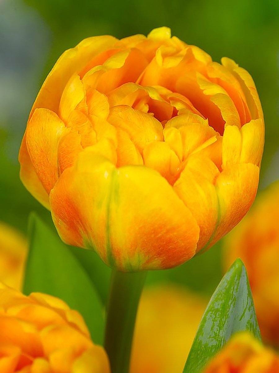 25x Tulpen 'Sun lover' - BULBi® Bloembollen met bloeigarantie