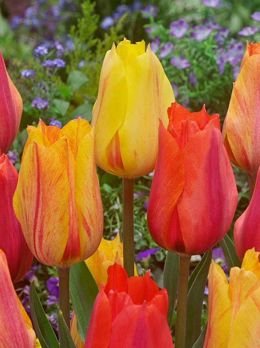 15x Tulpen 'El nino' - BULBi® Bloembollen met bloeigarantie