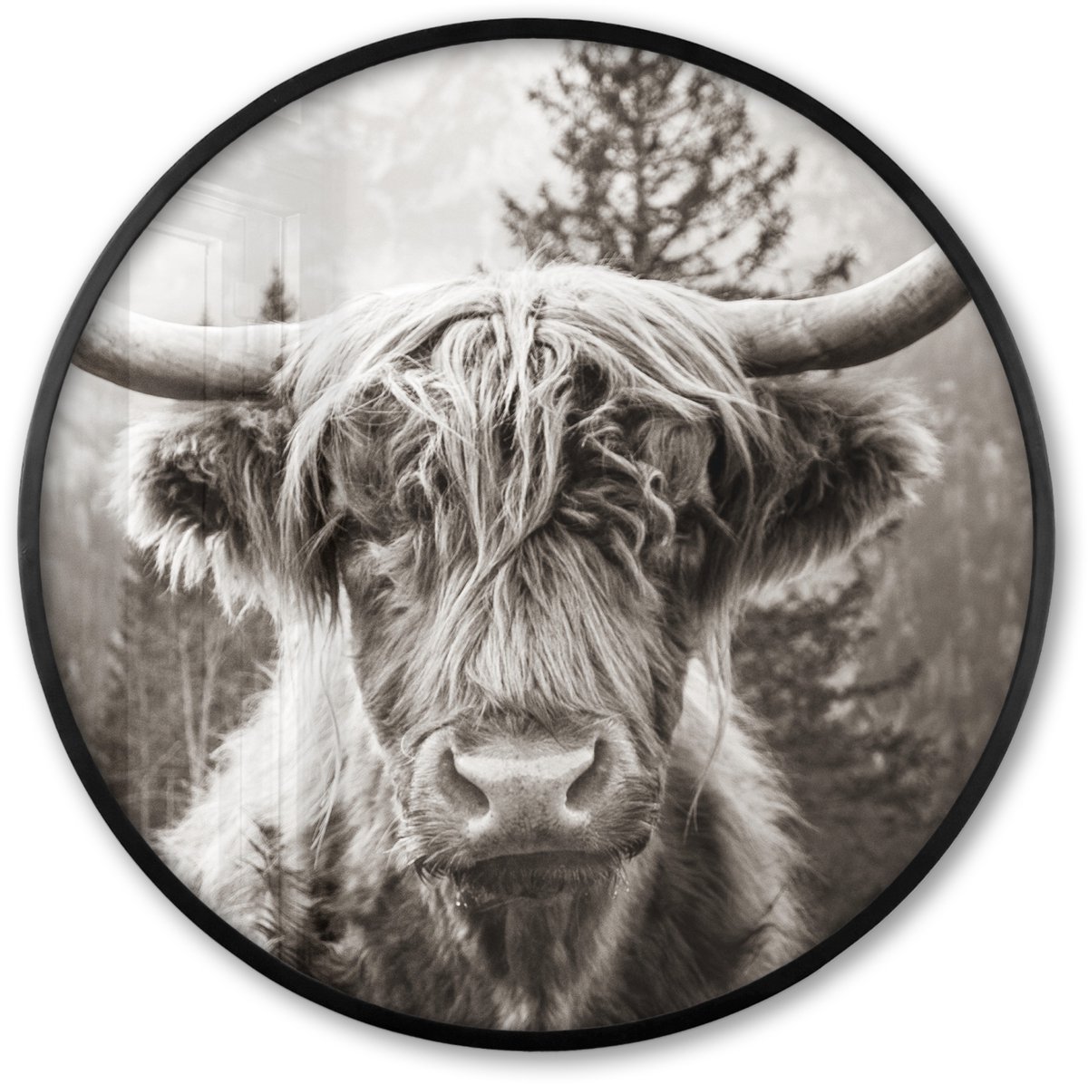 FrameYourWall Poster in lijst Rond - Fotolijst 60x60 cm - Posters - Schotse hooglander - Koe - Dieren - Zwart - Wit - Ronde posterlijst zwart - Decoratie - Wanddecoratie woonkamer - Muurdecoratie slaapkamer