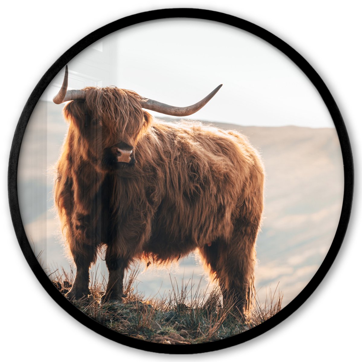 FrameYourWall Poster in lijst Rond - Fotolijst 40x40 cm - Posters - Schotse hooglander - Dieren - Landelijk - Landschap - Koe - Natuur - Ronde posterlijst zwart - Decoratie - Wanddecoratie woonkamer - Muurdecoratie slaapkamer Schotse Hooglander - Berg