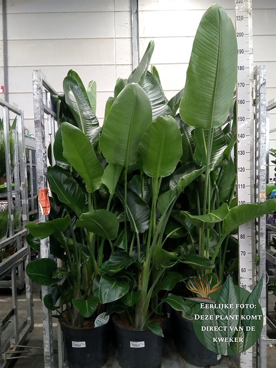 Strelitzia nicolai - Hoogte 200cm - Potmaat 35cm - Luchtzuiverende Kamerplant - Plant binnen