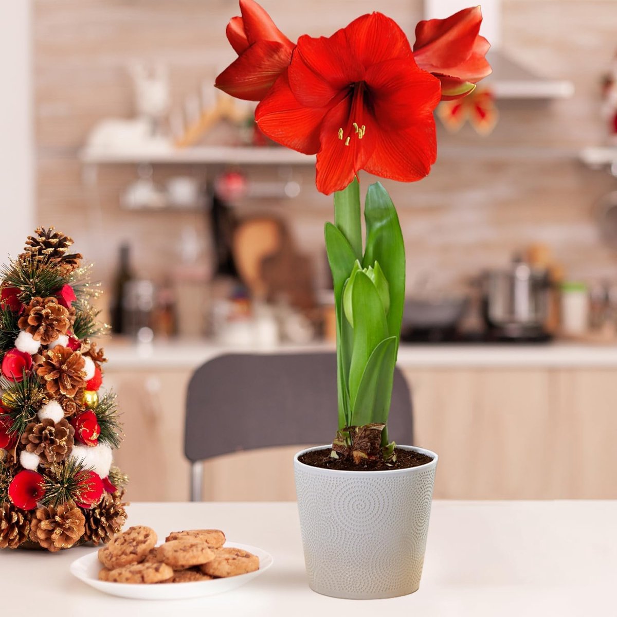 Amaryllis Bol - Red Passion - Bloembollen - 1 stuk - Rood - Bloem bollen van DUTCH BULBS — cadeau in Wonen & Interieur - foto 2