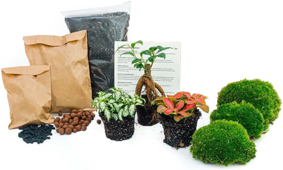 mavoa® Ecosysteem plant - planten terrarium - terrarium plant