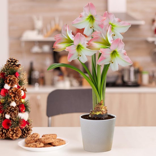 Een bloeiende roze-witte amaryllis in een witte pot staat op een tafel naast een kerstboompje en koekjes.