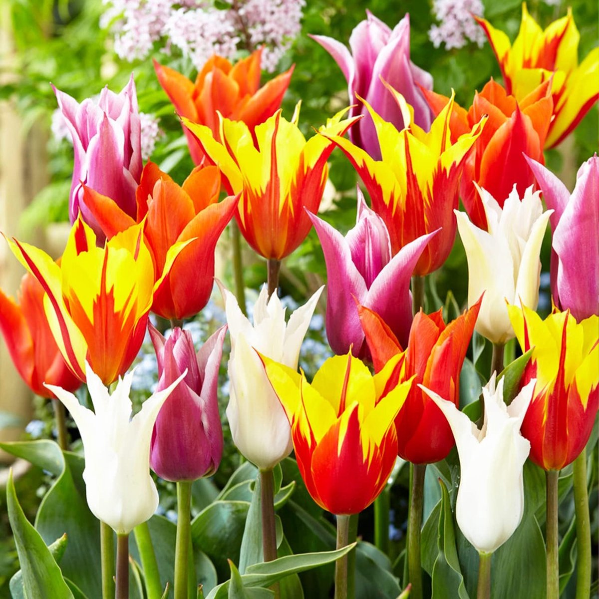 Tulpen Bloembollen Winterhard - Lilie Voorjaars Mix - 25 stuks - Meerkleurig - Bloem Bollen Mix - Tulpenbollen Meerjarig