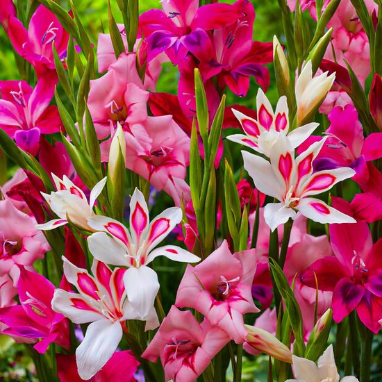 Gladiolen Bloembollen Winterhard - Botanisch Nanus - 50 stuks - Meerkleurig - Bloem bollen Mix Meerjarig