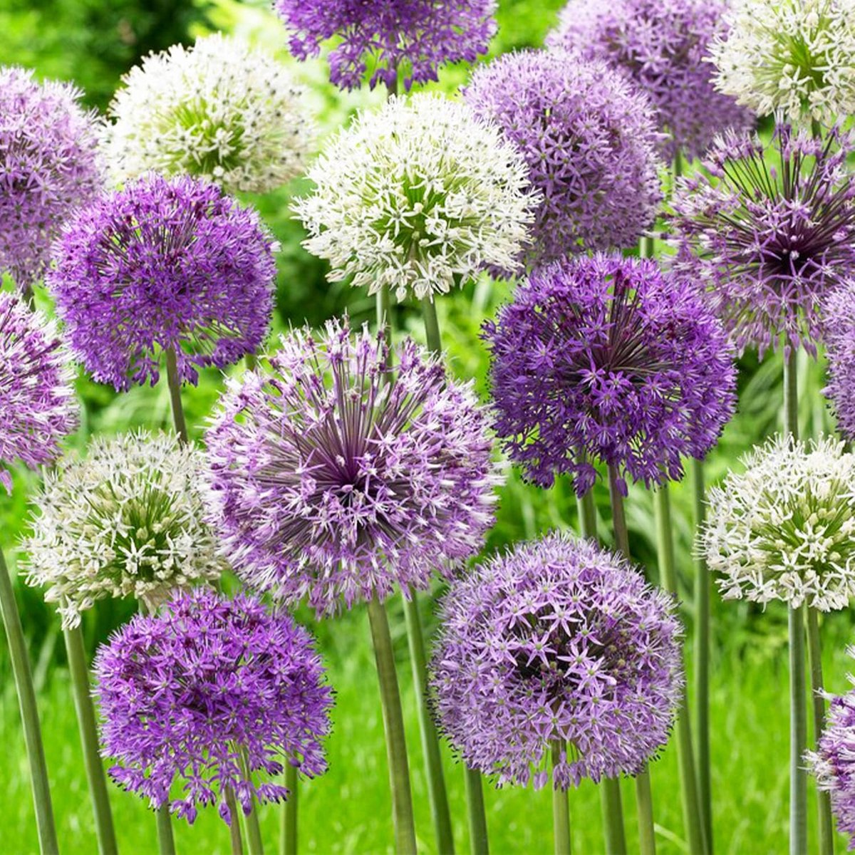 Allium Bloembollen Winterhard - Sierui - Twin Towers - 10 stuks - Meerkleurig - Bloem bollen - Mix Meerjarig