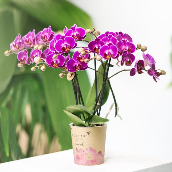 Paarse phalaenopsis orchidee in een bruine pot met bloemenprint.