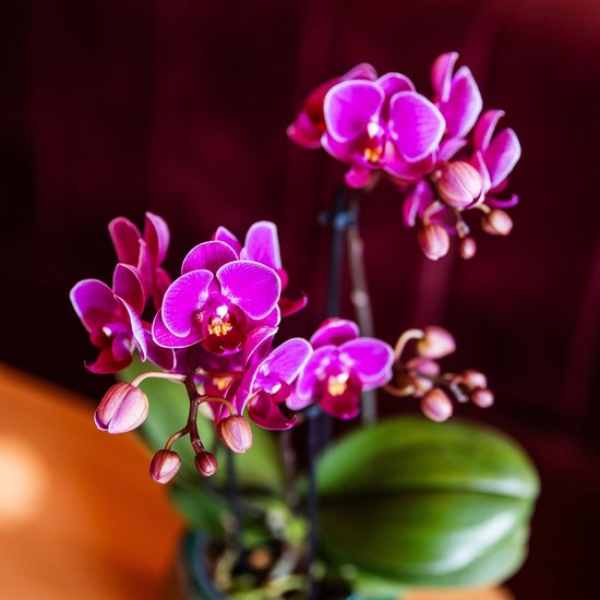 Paarse phalaenopsis orchidee met veel bloemen en knoppen, met grote groene bladeren.
