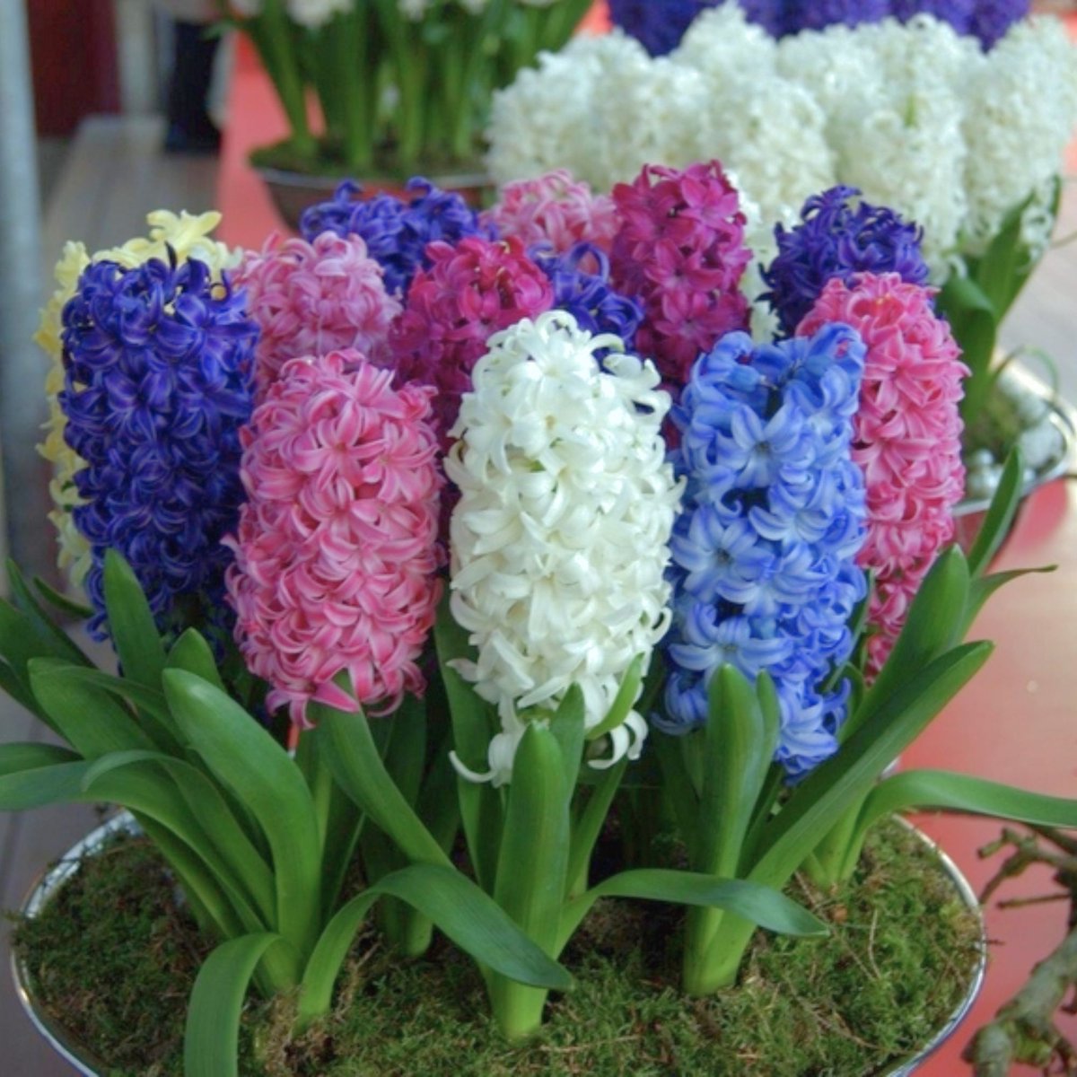 Hyacint (Hyacinthus) - en Fantasie Mix - hus - Snijbloemen - Geurend - Winterbloeiers - Voorjaarsbollen - bloeit in Maart / April