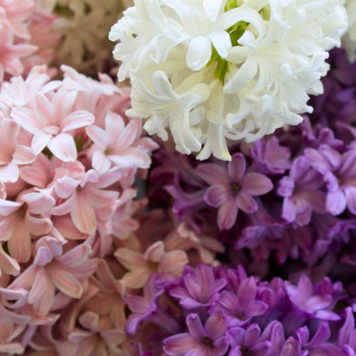 Hyacintenbollen Velvet Mix - 50 bloembollen - bolmaat 14/15 - paars, roze, wit mix, geurend, grootbloemig, voorjaarsbloeier, winterhard - direct van de kweker - Flowerbulbs Amsterdam