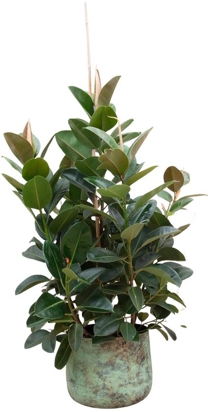 Plantenboetiek.nl | Ficus Lyrata vertakt - Ø38cm - 140-150cm hoog - Kamerplant - Groenblijvend