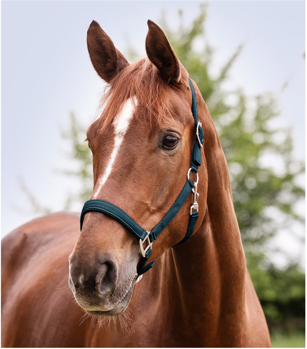 Waldhausen Perlon Halster Satin - Paardenhalster - Petrol Volbloed