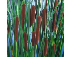 Plants Online - Tuinplanten - Waterplanten - Set van 1 - Typha angustifolia - 2 liter pot - Plant