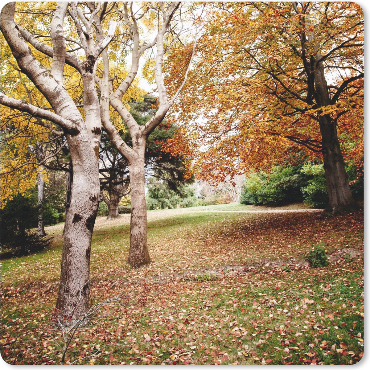 Muismat 30x30 cm - Mousepad Herfst - Bomen - Bladeren - natuur - Muismatten